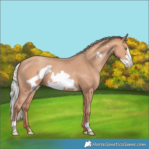 Horse Color:Silver Amber Champagne Frame 