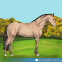 Horse Color:Amber Champagne 