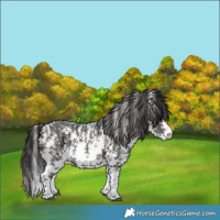Horse Color:Smoky Black Sabino 