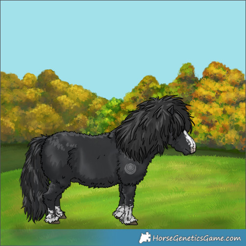 Horse Color:Black  and Black 