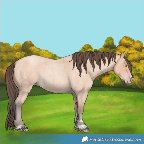 Horse Color:Amber Champagne Roan 