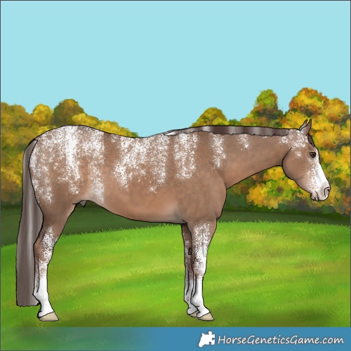 Horse Color:Powder White Liver Red Dun