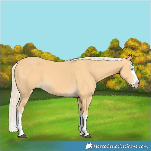 Horse Color:Palomino Splash 