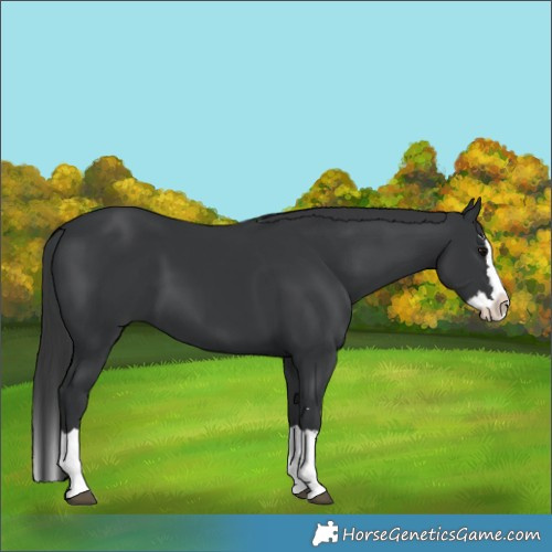 Horse Color:Black Splash 