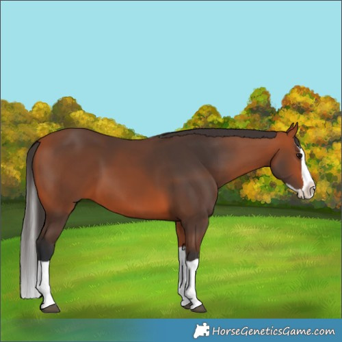 Horse Color:Bay Splash