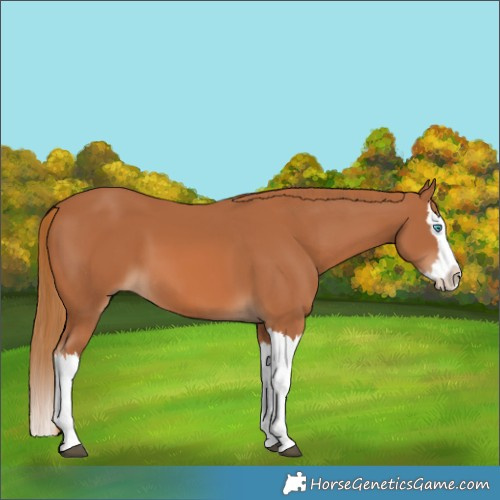 Horse Color:Chestnut Splash 