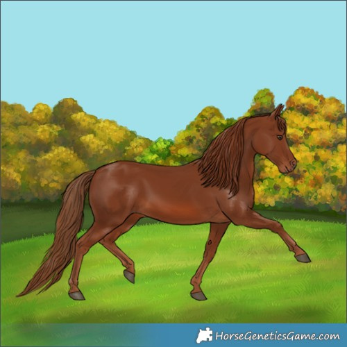 Horse Color:Chestnut Rabicano
