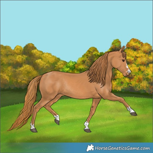 Horse Color:Chestnut Rabicano