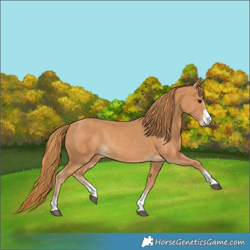 Horse Color:Chestnut Rabicano