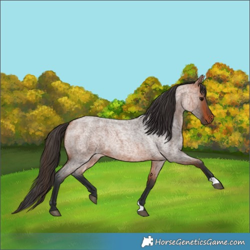 Horse Color:Bay Roan Rabicano