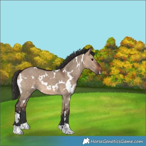 Horse Color:White Spotted Bay Dun