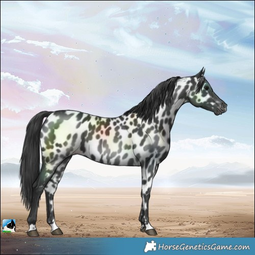 Horse Color:Black Near Leopard 