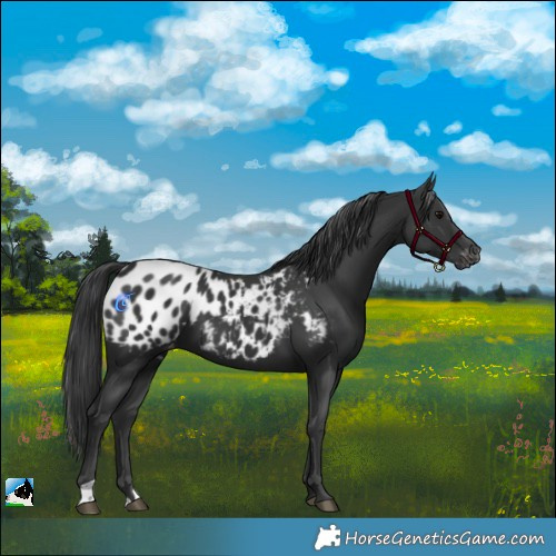 Horse Color:Black Blanket 