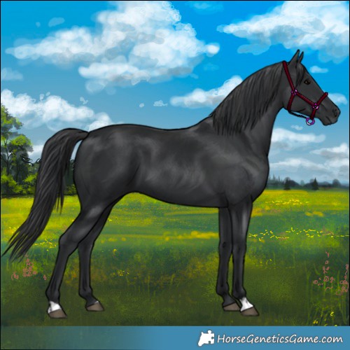 Horse Color:Black and Black