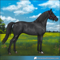 Horse Color:Black Chinchilla  and Platinum Black 
