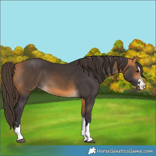Horse Color:Buckskin 