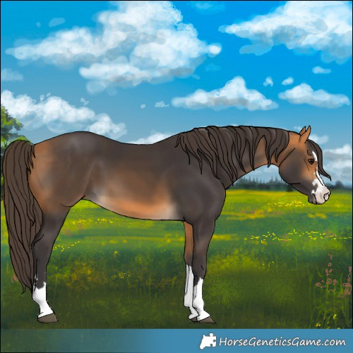 Horse Color:Buckskin 
