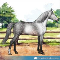 Horse Color:Gray Bay 