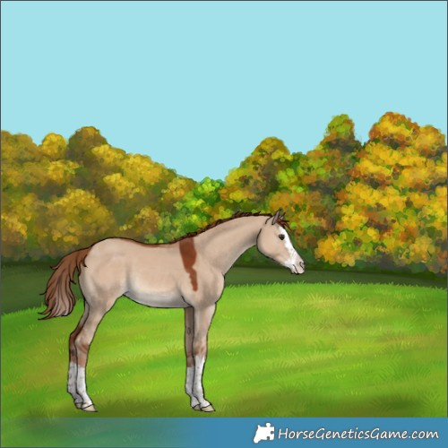 Horse Color:Red Dun Splash Rabicano 