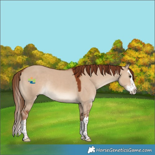 Horse Color:Red Dun Splash Rabicano 