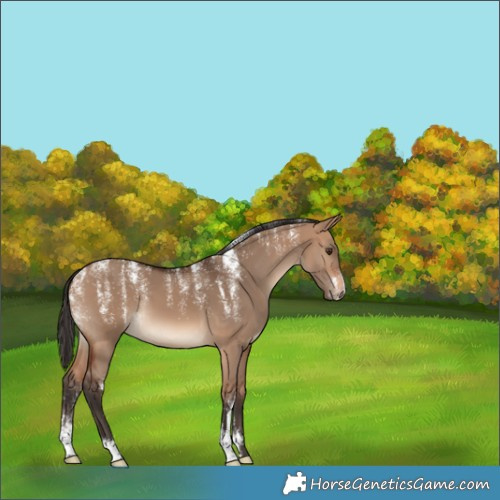 Horse Color:Powder White Bay Dun 