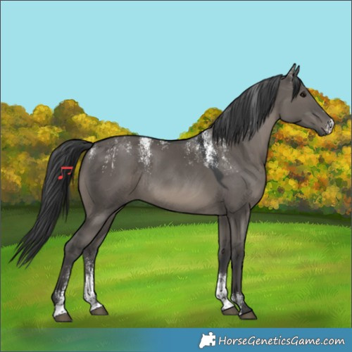 Horse Color:Powder White Grullo Rabicano 