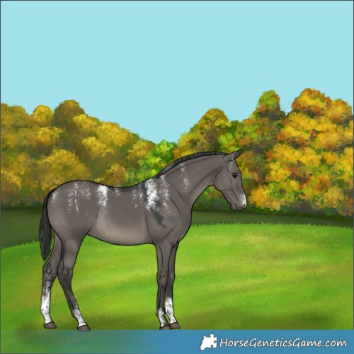 Horse Color:Powder White Grullo Rabicano 