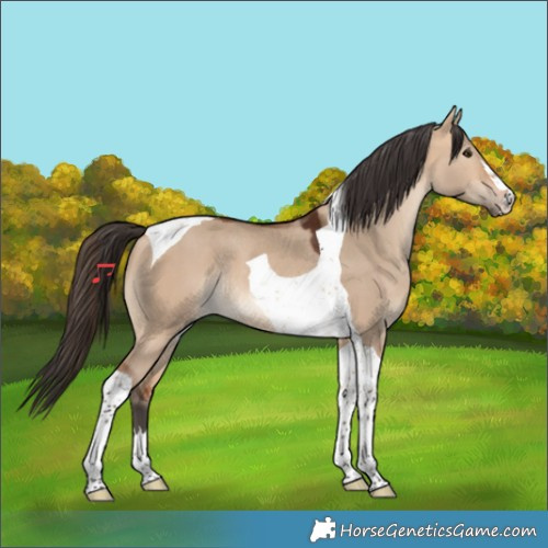 Horse Color:Bay Dun Tobiano Rabicano