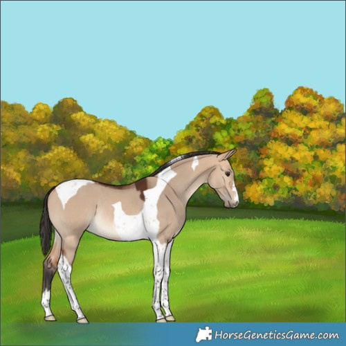 Horse Color:Bay Dun Tobiano Rabicano 