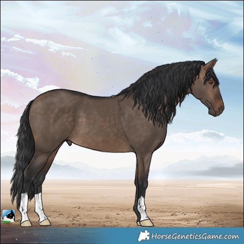 Horse Color:Bay Dun 