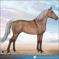 Horse Color:Silver Bay Dun