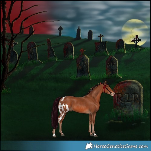 Horse Color:Chestnut Skewed Appaloosa