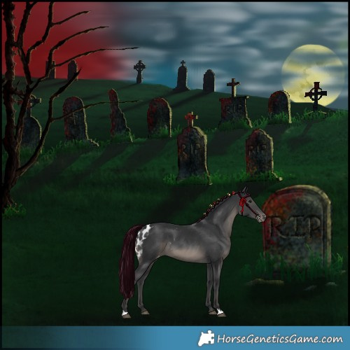Horse Color:Black Skewed Appaloosa 