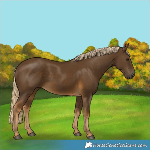 Horse Color:Chocolate Palomino 