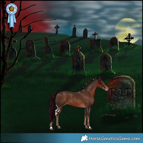 Horse Color:Liver Chestnut Skewed Appaloosa 