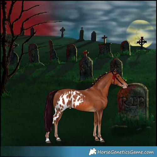 Horse Color:Chestnut Skewed Appaloosa 