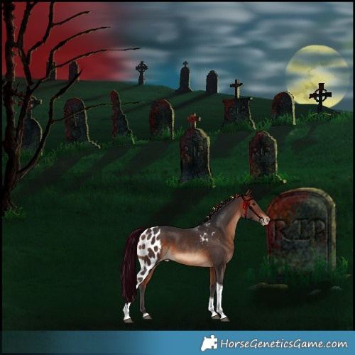 Horse Color:Bay Tobiano Skewed Appaloosa