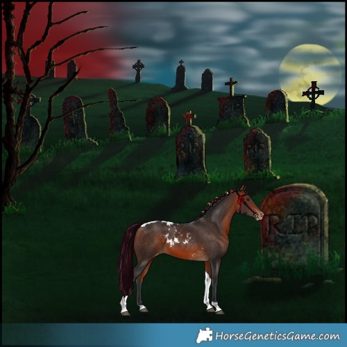 Horse Color:Bay Tobiano Skewed Appaloosa 