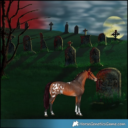 Horse Color:Bay Tobiano Skewed Appaloosa 