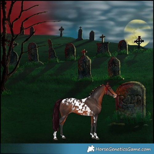 Horse Color:Bay Tobiano Skewed Appaloosa 