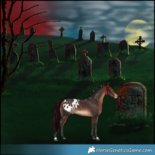 Horse Color:Bay Skewed Appaloosa 