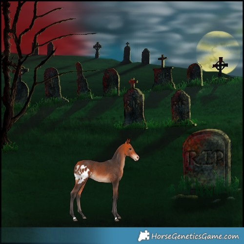 Horse Color:Bay Skewed Appaloosa 