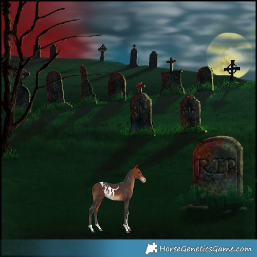 Horse Color:Bay Tobiano Skewed Appaloosa