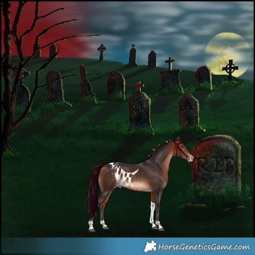 Horse Color:Bay Tobiano Skewed Appaloosa