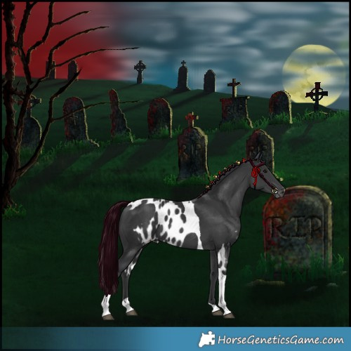 Horse Color:Black Tobiano Skewed Appaloosa 