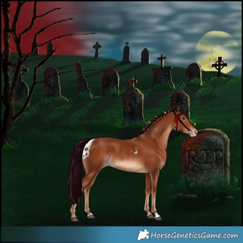 Horse Color:Chestnut Skewed Appaloosa 