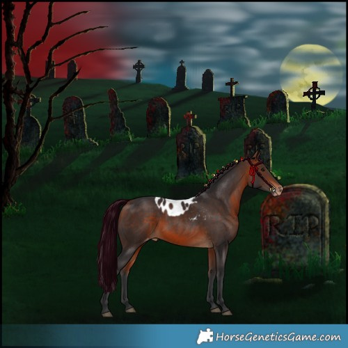 Horse Color:Bay Skewed Appaloosa 