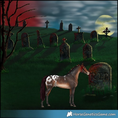Horse Color:Bay Skewed Appaloosa