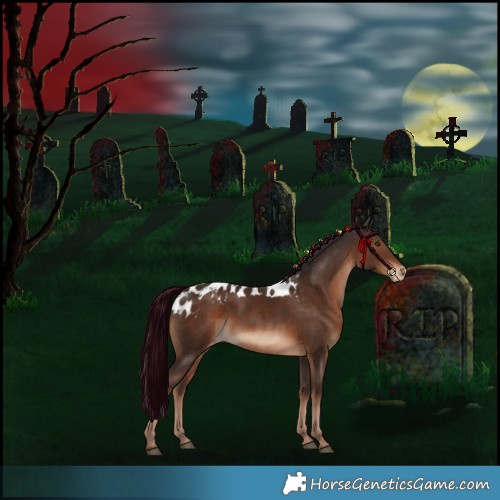 Horse Color:Liver Chestnut Skewed Appaloosa 