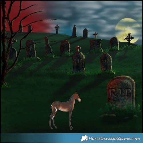 Horse Color:Bay Skewed Appaloosa 